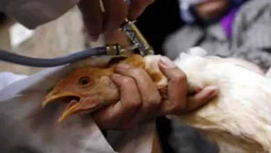 صورة وزارة الفلاحة تكشف عن توفر 20 مليون جرعة ضد أنفلونزا الطيور