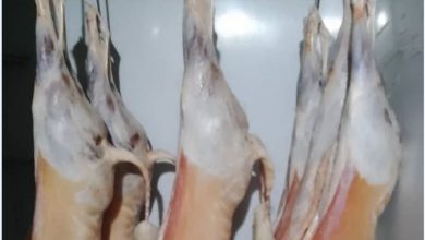 صورة بالصور.. الدرك الوطني بالشريعة يوقف عصابة للذبح الغير الشرعي لإناث الغنم