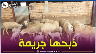 صورة وزير الفلاحة: إعداد مشروع قانون يجرّم ذبح أنثى الأغنام والأبقار