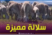 صورة تتصدرها سلالة “أولاد جلال” و”الدغمة”.. أفضل أنواع الاغنام في الجزائر