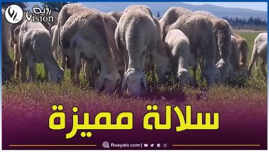 صورة تتصدرها سلالة “أولاد جلال” و”الدغمة”.. أفضل أنواع الاغنام في الجزائر