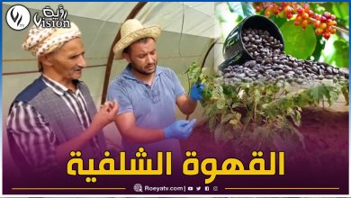 صورة بالفيديو.. نجاح أول تجربة لزراعة أشجار القهوة في الشلف بخبرة جزائرية كاملة