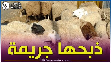 صورة وزارة الفلاحة تضع مخططا جديدا لحماية الثروة الحيوانية يشمل تجريم ذبح الاناث