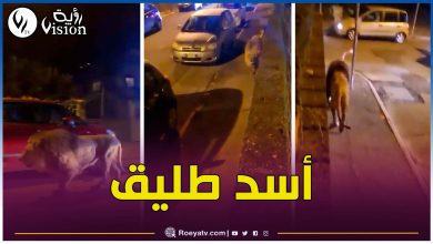 صورة بالفيديو.. أسد طليق يثير الرعب بين المارة في شوارع روما !!