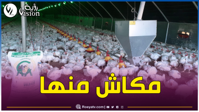 صورة ميلة.. مديرية المصالح الفلاحية تكذب خبر إنتشار مرض خطير وسط الدواجن