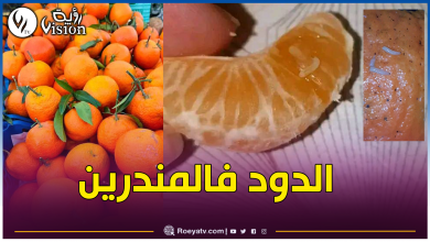 صورة الخبراء والمختصون يوضحون حقيقة الديدان في المندرين