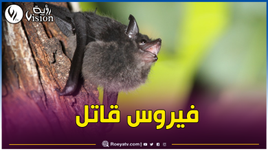 صورة الخفافيش تهدد بفيروس خطير لا علاج له