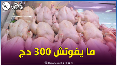 صورة الفدرالية الوطنية لتربية الدواجن: إنخفاض ملحوظ في أسعار الدجاج خلال رمضان