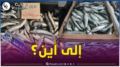 صورة 2000 دج في بعض الولايات.. حماية المستهلك توضح أسباب إرتفاع أسعار السردين وتقترح هذه الحلول