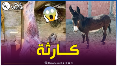 صورة داخل مذبح سري بسطيف.. العثور على 20 حمار وكمية كبيرة من لحم البغال موجهة للبيع