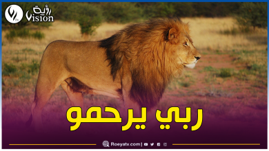 صورة تلمسان.. 3 أسود تلتهم حارس حديقة الحيوانات المغلقة بمنصورة