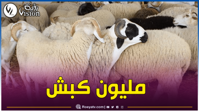 صورة هذا موعد إستلام الأضاحي المستوردة تحسبا لعيد الأضحى المبارك