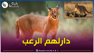 صورة أصبح حديث العالم.. هذه قصة الوشق المصري الذي هاجم جنودا إسرائليين