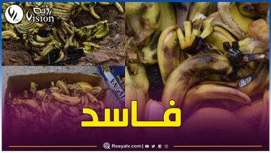 صورة حجز 6  قناطير من الموز غير صالح للإستهلاك بعين الدفلى