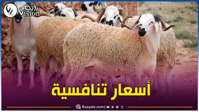صورة زبدي لقناة رؤية: هذه أسعار الأضاحي المستوردة من إسبانيا