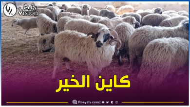 صورة “ألفيار” ببئر توتة.. هذا موعد إنطلاق بيع أضاحي العيد المستوردة