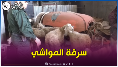 صورة العاصمة.. إسترجاع 117 رأس غنم مسروقة ببئر توتة