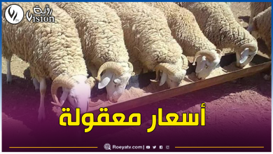 صورة تحسبا لعيد الأضحى..هذا موعد دخول كباش إسبانيا ورومانيا إلى الجزائر