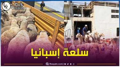 صورة الشلف: خامس شحنة من الأضاحي المستوردة تصل ميناء تنس