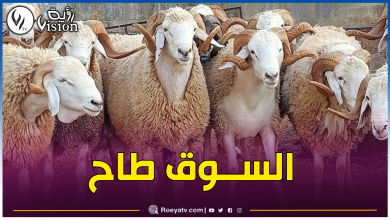 صورة إنهيار كبير في أسعار الأضاحي المحلية