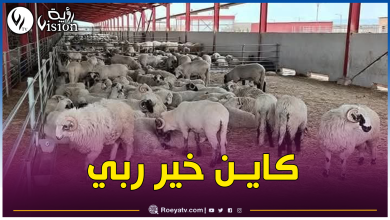 صورة وزارة الفلاحة تكشف عن موعد نهاية بيع الأضاحي المستوردة