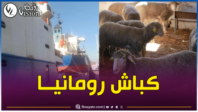 صورة بالصور.. وصول دفعة من الأضاحي المستوردة إلى ميناء بجاية