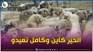 صورة عملية بيع الأضاحي المستوردة متواصلة إلى غاية ليلة العيد