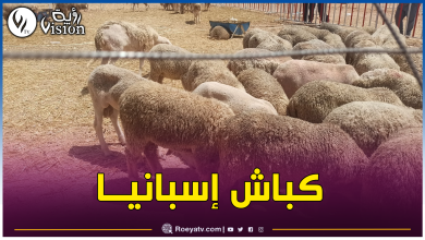 صورة وصول أزيد من 13 ألف أضحية مستوردة إلى الشلف