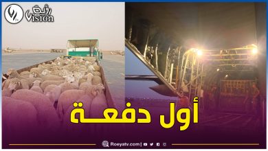 صورة بالصور.. وصول الأضاحي المستوردة إلى إن قزام على متن طائرة عسكرية