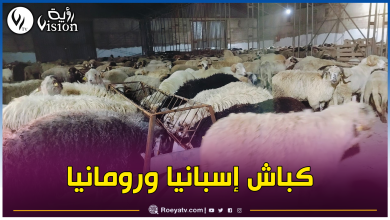 صورة إنطلاق عملية بيع الأضاحي المستوردة بمستغانم
