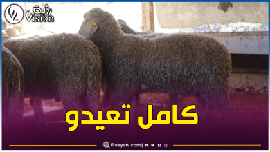 صورة موانئ الجزائر ستستقبل 154 ألف كبش مستورد هذا الأسبوع