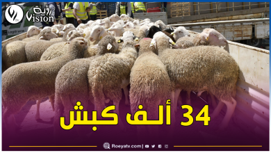 صورة وصول أكبر باخرة محملة بالأضاحي المستوردة إلى ميناء العاصمة