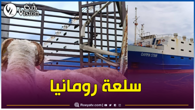 صورة وصول باخرتين محملتين بـ32 ألف خروف إلى ميناءي العاصمة وعنابة اليوم