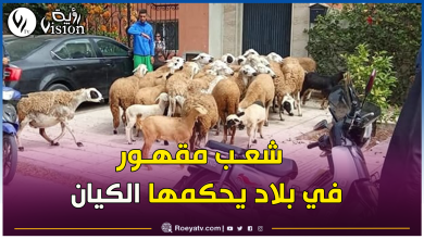 صورة كارثة في المغرب: نظام المخزن يداهم المنازل وتحجز أضاحي العيد بالقوة!
