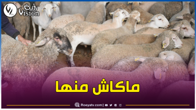 صورة سطيف.. مديرية المصالح الفلاحية تُكذب خبر إخراج 50 خروف روماني وتقديمها لمقاول!