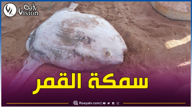 صورة بالصور.. هذا ما تم العثور عليه في شاطئ شنوة بتيبازة